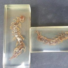 2 pieces (pair )Centipede in Lucite Resin Craft Real Teaching Insect Taxidermy Wired