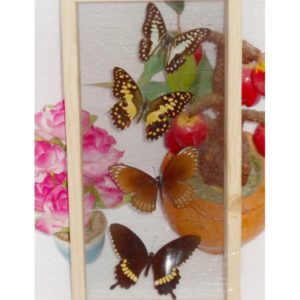 4 REAL MIXED BUTTERFLIES TAXIDERMY DOUBLE GLASS IN FRAME