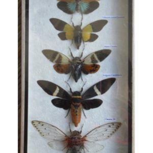 5 REAL CICADA INSECT TAXIDERMY COLLECTION IN WOODEN BOX