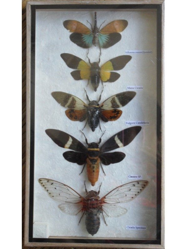 5 REAL CICADA INSECT TAXIDERMY COLLECTION IN WOODEN BOX