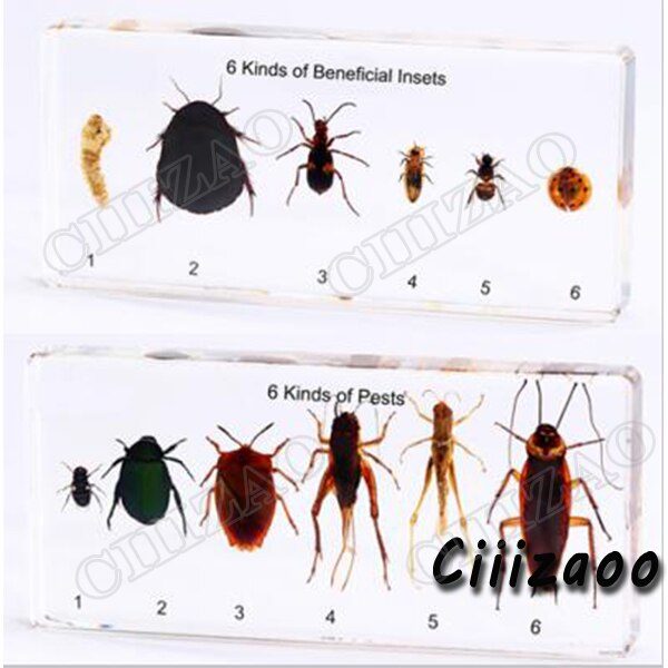 6 Kinds of Beneficial Insect and 6 Kinds of Pests specimen paperweight Taxidermy Collection Specimen