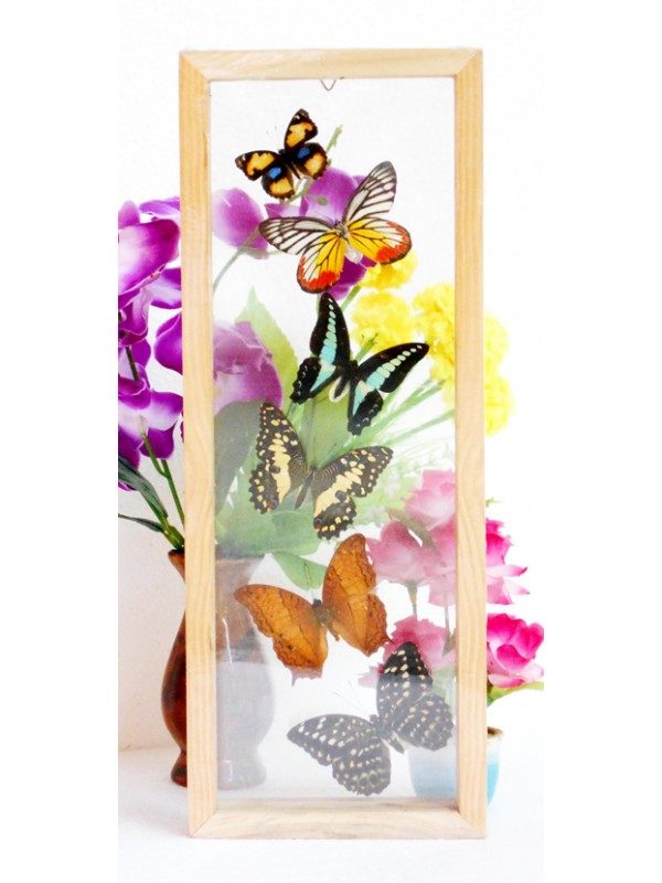 6 REAL MIXED BUTTERFLIES TAXIDERMY DOUBLE GLASS IN FRAME