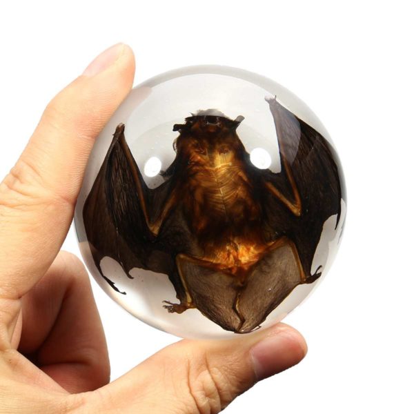 67mm Acrylic Lucite Transparent Bat Specimens Animal Insect taxidermy Bat Amber Educational Teach Supply Biological Collection