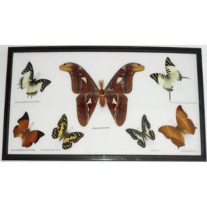 7 REAL BUTTERFLIES MOTH(M) COLLECTION TAXIDERMY FRAMED