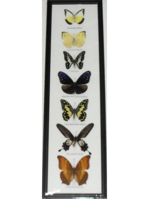 7 REAL BUTTERFLY VERTICAL COLLECTION TAXIDERMY FRAMES