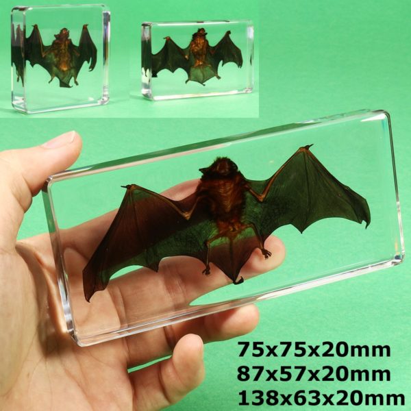 Acrylic Lucite Transparent Bat Specimen Animal Insect Taxidermy Amber Children Educational Biological Collection Craft DIY Toy