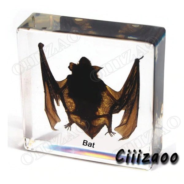 Bat specimen animal paperweight bat Taxidermy Collection embedded In Clear Lucite Block Embedding Specimen