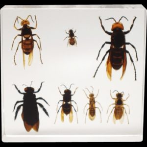 Bee, Wasp & Hornet Set