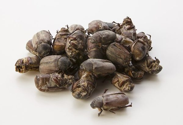 Beetles (Phyllophaga)