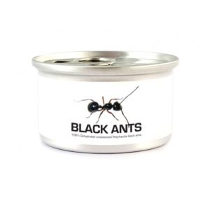 Canned Black Ants with Salt