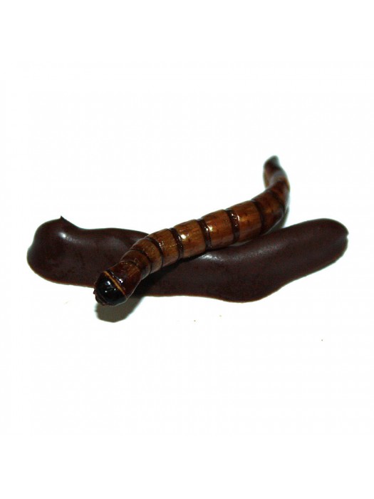 Chocolate Covered Superworms