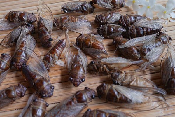 Cicada (Cicadoidea)