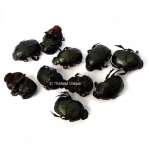 Dehydrated dung beetles 500g