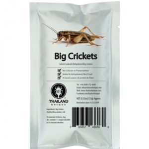 Edible Big Crickets - Gryllus Bimaculatus