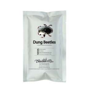 Edible Buffalo Dung Beetles