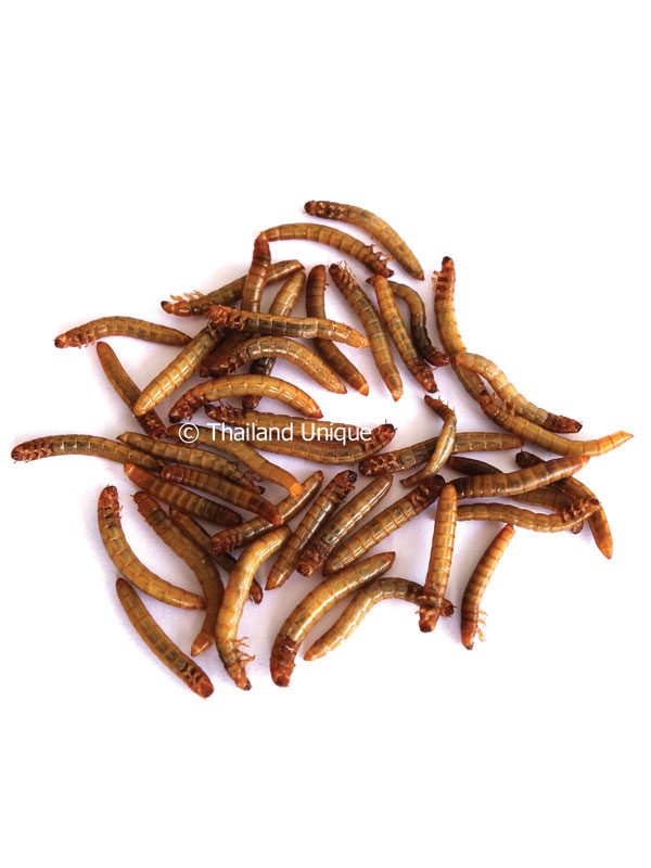 Edible Mealworms - Tenebrio Molitor