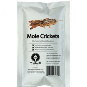 Edible Mole Crickets - Gryllotalpidae