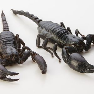 Edible black scorpion (Heterometrus longimanus)