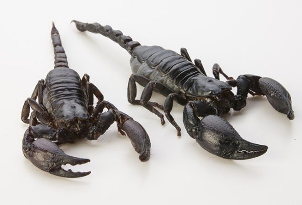 Edible black scorpion (Heterometrus longimanus)