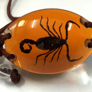 FREE SHIPPING 10 Bracelet Collection Bug Bracelet with REAL Scorpion In Orange Resin TAXIDERMY GIFT