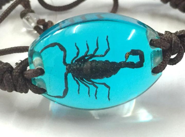 FREE SHIPPING 10 Bracelet Collection Bug Bracelet with REAL Scorpion In Wathet Blue Resin TAXIDERMY GIFT