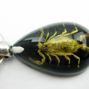 FREE SHIPPING 12 PCS Black Keychain REAL SCORPION keyring RESIN taxidermy real insect bug KEY
