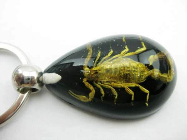 FREE SHIPPING 12 PCS Black Keychain REAL SCORPION keyring RESIN taxidermy real insect bug KEY