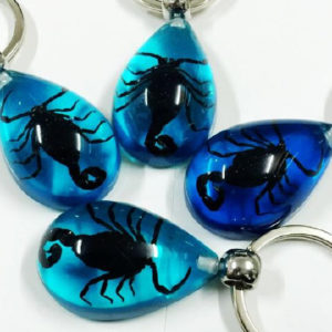 FREE SHIPPING 12 PCS Blue Keychain REAL BLACK SCORPION Jewelry RESIN taxidermy real insect