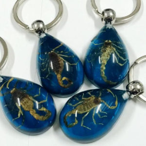 FREE SHIPPING 12 PCS Blue Keychain REAL SCORPION keyring RESIN taxidermy real insect bug