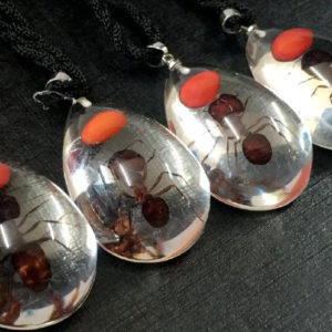 FREE SHIPPING 12 Pendant Clear Real Ant Insect Taxidermy Bottom Resin Magic Jewelry VERY PRETTY