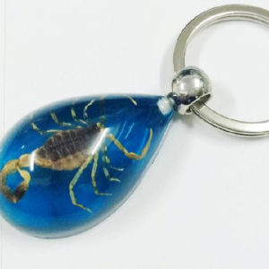FREE SHIPPING 12 keychain Real Scorpion China Insect Style Jewelry TAXIDERMY GIFT