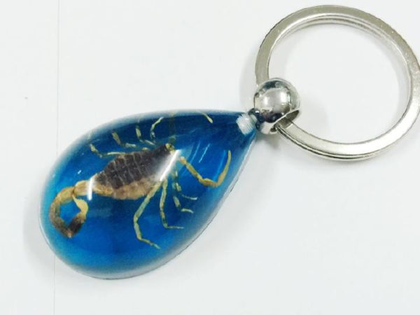 FREE SHIPPING 12 keychain Real Scorpion China Insect Style Jewelry TAXIDERMY GIFT