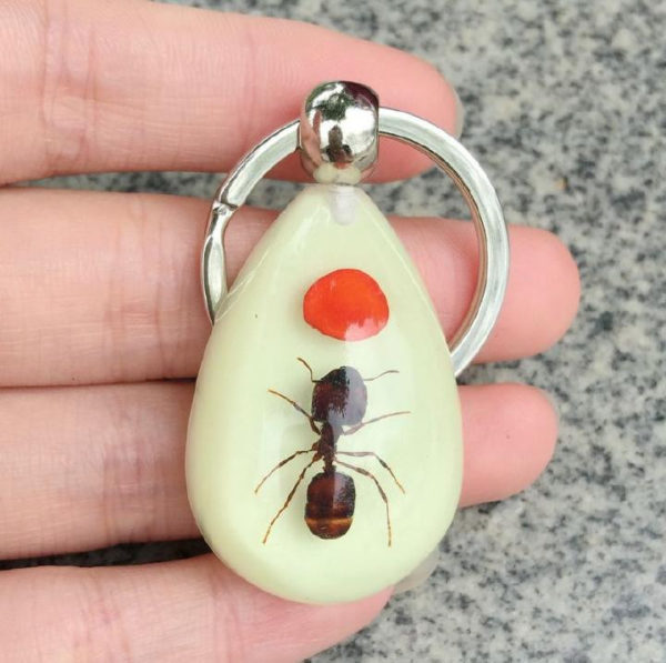 FREE SHIPPING 12PCS REAL ANT RED BEAN GLOW LUCITE FINE DROP STYLE KEYCHAIN TAXIDERMY GIFT