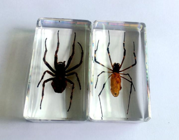 FREE SHIPPING 2 pcs Handmade Real Two Style Spider Taxidermy Trendy Jewelry