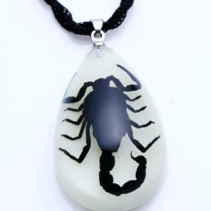 FREE SHIPPING 20 PCS Real Scorpion luminous Unique Glow in the dark TAXIDERMY GIFT Specimen