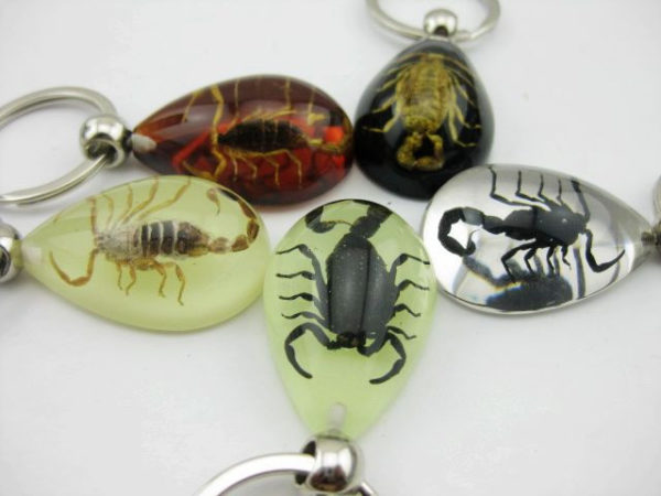 FREE SHIPPING 5 PCS Key Chain Scorpion Glow In Dark Insect five colors gift TAXIDERMY GIFT