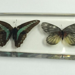 FREE SHIPPING Chinese Fashion Different Butterfly Paperweight Insect Specimen Taxidermy