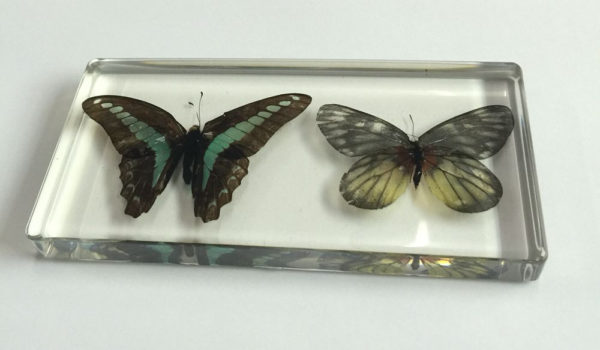 FREE SHIPPING Chinese Fashion Different Butterfly Paperweight Insect Specimen Taxidermy