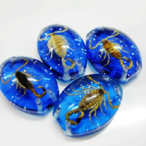 FREE SHIPPING Insect Cabochon Accessories Golden Scorpion Specimen blue bottom 5 pcs Lot TAXIDERMY GIFT