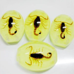 FREE SHIPPING Insect Cabochon Golden Scorpion Oval on luminous in dark bottom 5 pcs Lot TAXIDERMY GIFT