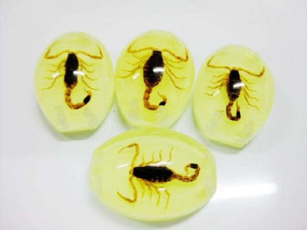 FREE SHIPPING Insect Cabochon Golden Scorpion Oval on luminous in dark bottom 5 pcs Lot TAXIDERMY GIFT