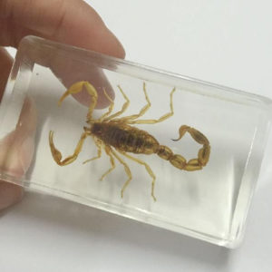 FREE SHIPPING Natyral Yellow Scorpion Lucid Resin Vogue Taxidermy Jewelry