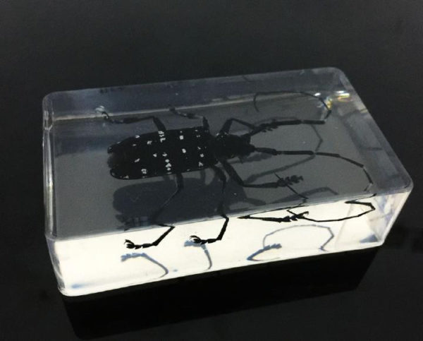 FREE SHIPPING Real Long-horned Beetle Lucid Resin Vogue Taxidermy Jewelry