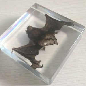 FREE SHIPPING yqtdmy bat Taxidermy Collectio nembedded In Clear Lucite Block Embedding Specimen