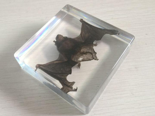 FREE SHIPPING yqtdmy bat Taxidermy Collectio nembedded In Clear Lucite Block Embedding Specimen