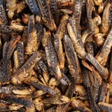 FREEZE-DRIED GRASSHOPPERS 20 GRAMS