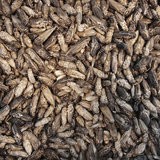 FREEZE-DRIED HOUSE CRICKETS 15 GRAMS