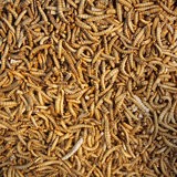 FREEZE-DRIED MEALWORMS 13 GRAMS