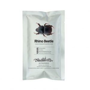 Female Rino Beetles - Hyboschema Contractum