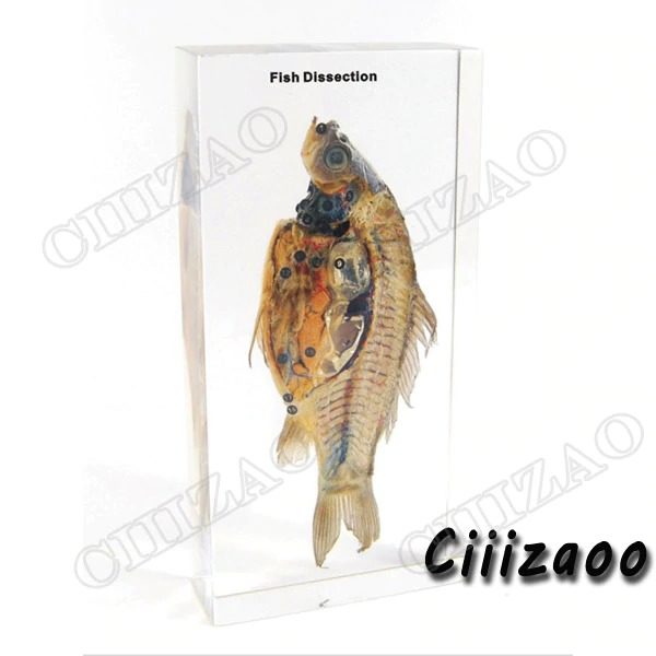 Fish Dissection specimen animal paperweight Taxidermy Collection embedded In Clear Lucite Block Embedding Specimen
